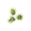 91 3 tillandsia ionantha green