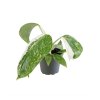 91043 philodendron jose buono prumer 6 cm