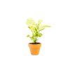 Syngonium Confetti, průměr 6 cm