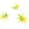 9113 tillandsia ionantha yellow