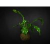 1173 kokedama asplenium nidus l