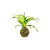 1173 1 kokedama asplenium nidus l