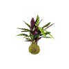 6638 1 kokedama calathea lancifolia insignis l
