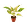 Aglaonema Lipstic Pink