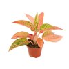 Aglaonema Prestige
