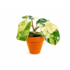 Philodendron Burle Marx Variegeta, průměr 6 cm