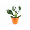Philodendron White Wizard, průměr 12 cm