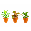 Aglaonema mix, průměr 9 cm  Aglaonema, Spící panna