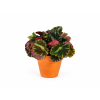 Begonia leaf Cleopatrae, průměr 6 cm