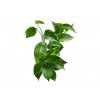 9455 1 epipremnum aureum s kokosovou vzperou prumer 14 15 cm