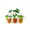 Set rostlin TRIO Monstera  Monstera