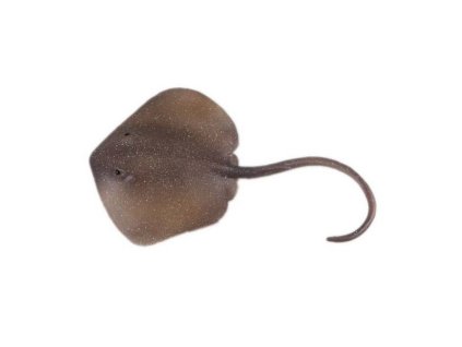 C - Figurka Rejnok Trnucha východní 18,5 cm