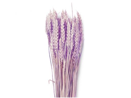357664 dekorace susiny triticum psenice hladka 40g