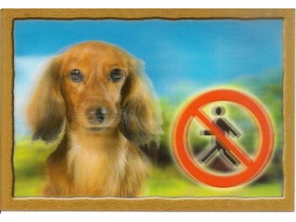 359727 cedulka 3d psi jezevcik dlouhosrsty