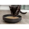 345499 4 shrimp soup krevety kure tekuty pamlsek pro kocky bal 4 x 80 g