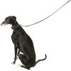 361796 8 kozeny obojek active comfort pro chrty cerna seda