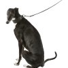 361796 9 kozeny obojek active comfort pro chrty cerna seda