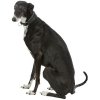 361796 10 kozeny obojek active comfort pro chrty cerna seda