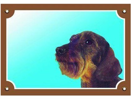 249951 barevna cedulka pozor pes jezevcik hrubosrsty