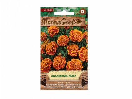 149544 aksamitnik rozkladity plnokvety oranzovo hnedy 03615