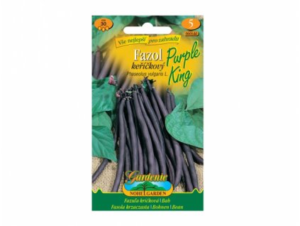 150567 fazol kerickovy purple king fialovy