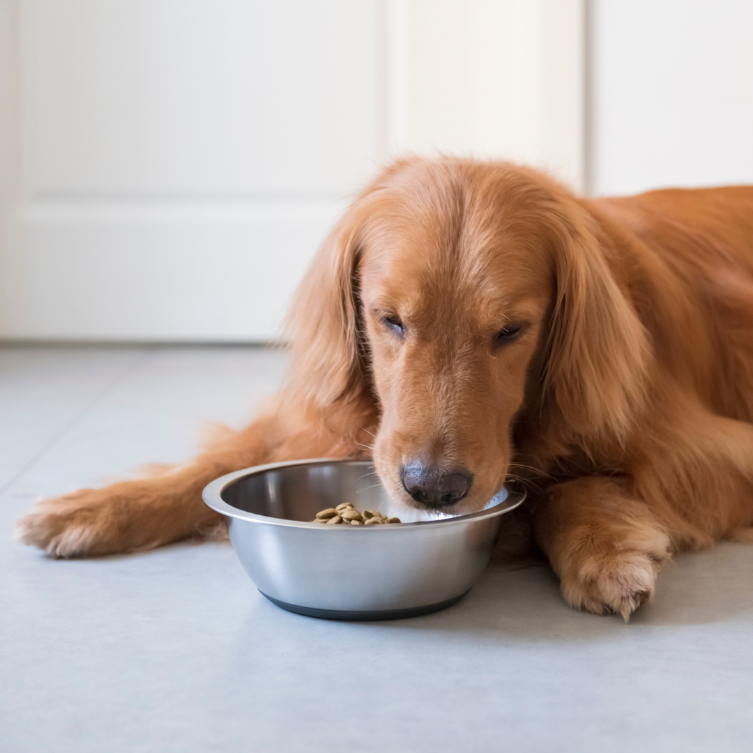 Co dělat, když váš pes nechce jíst