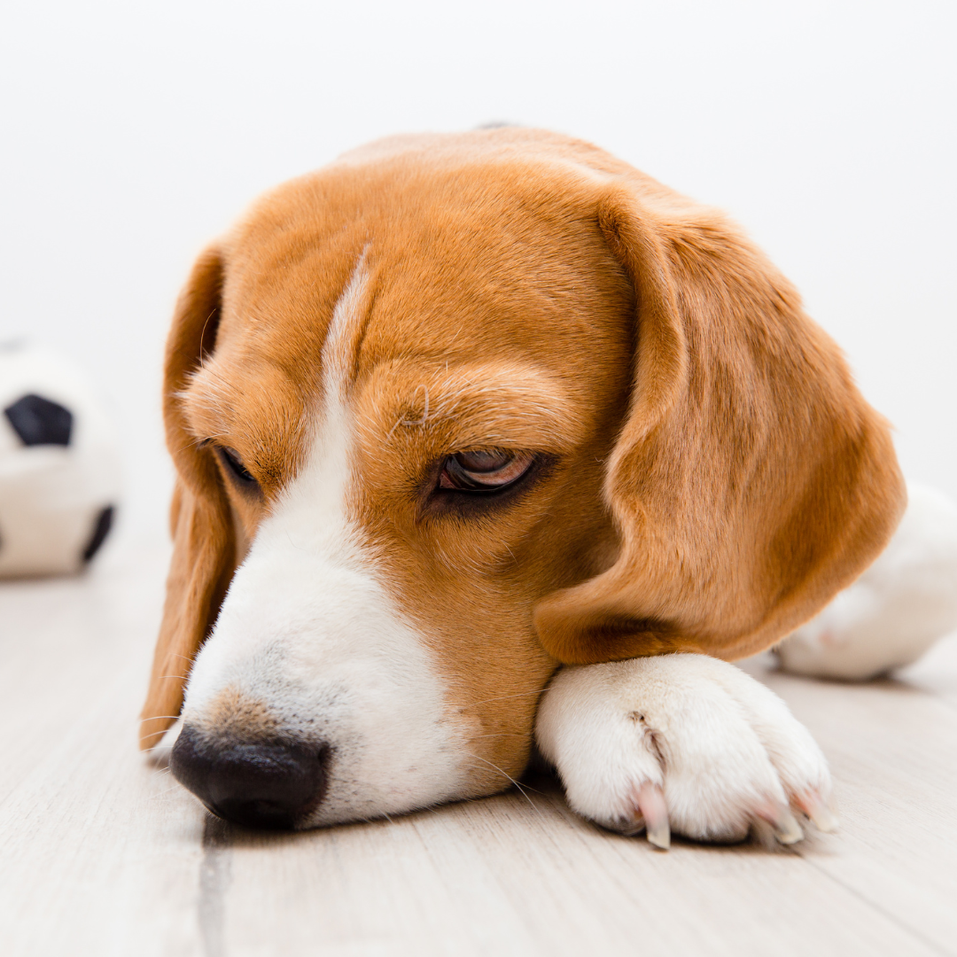 Jak provést Heimlichův manévr, když se váš pes dusí?