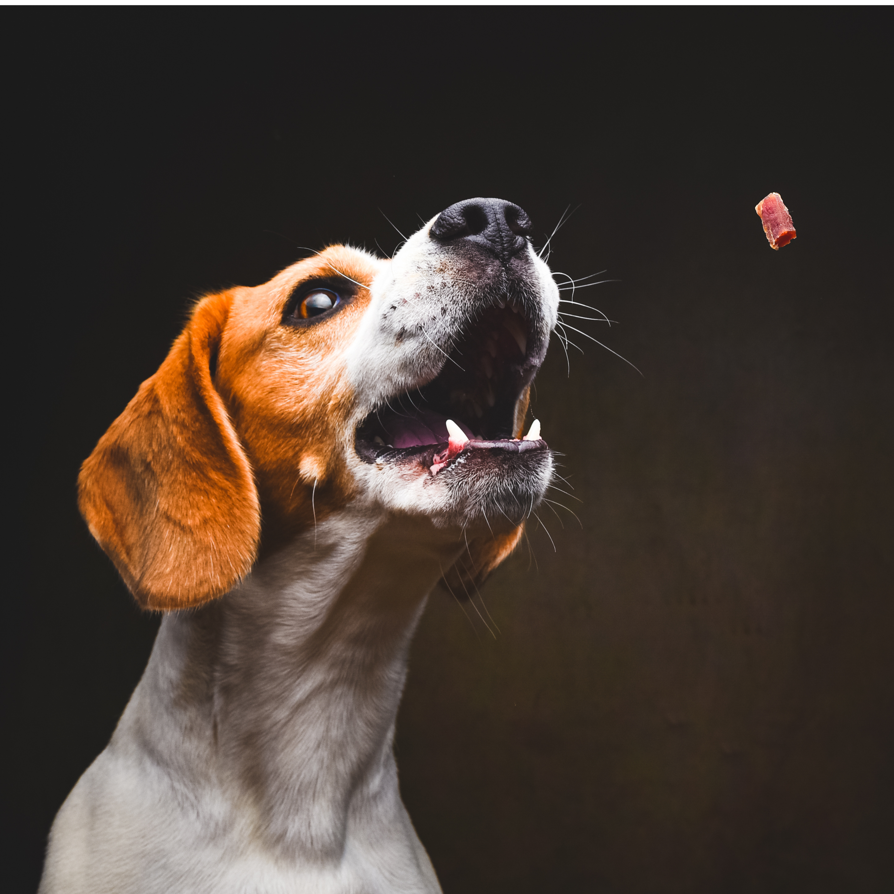 Dejte svému psovi pamlsky, které si zaslouží