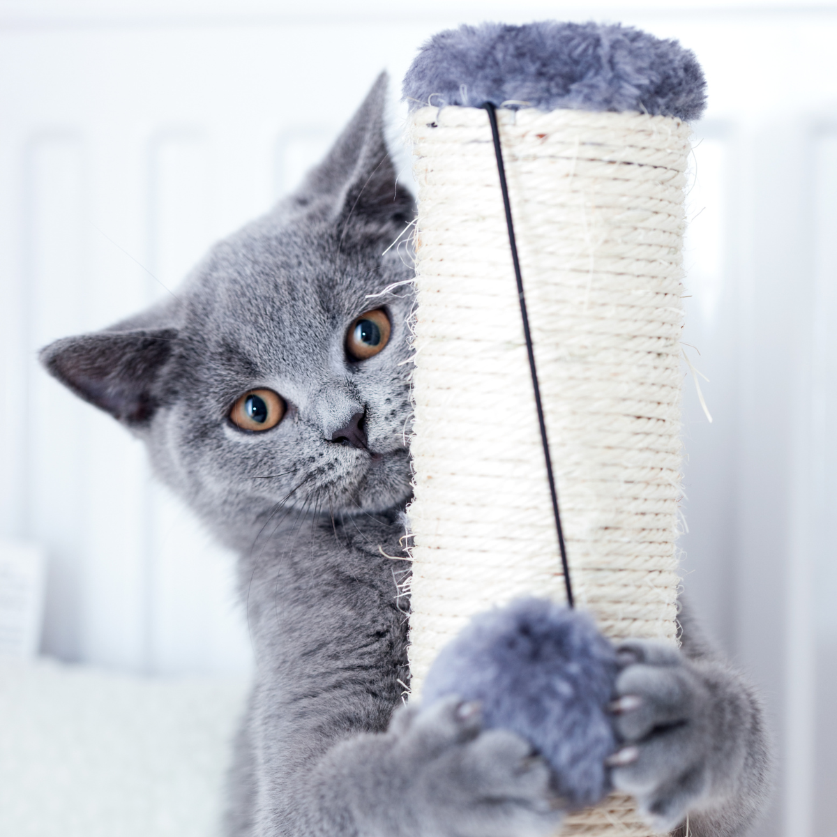 Jak vyrobit škrabadlo pro kočku?