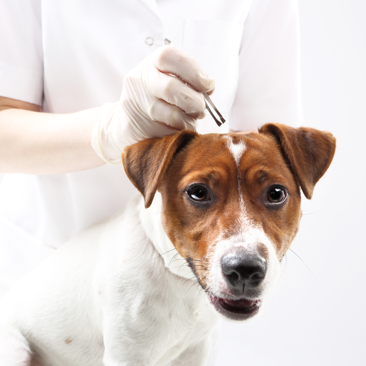 Jak odstranit klíště u psa?