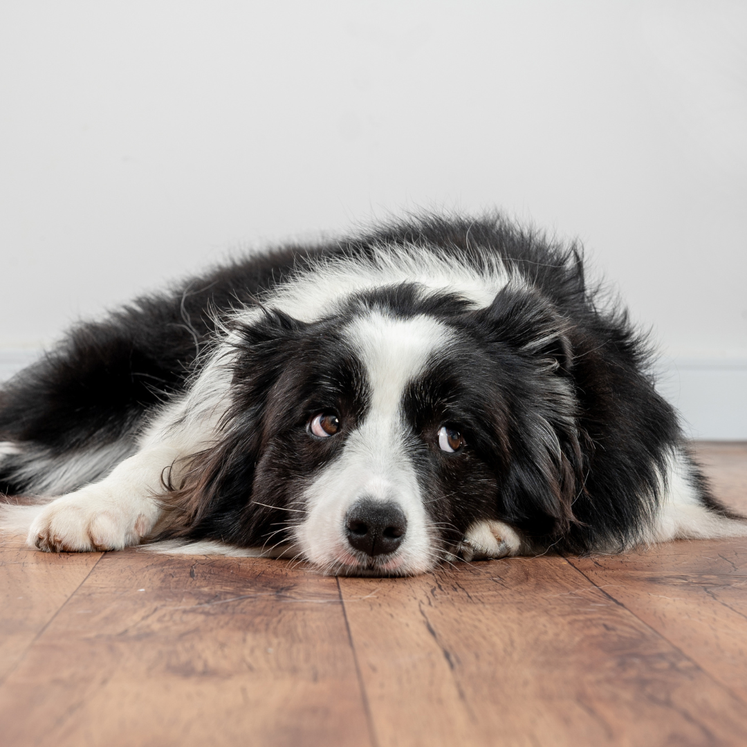 Zvládněte separační úzkost u psa: účinné způsoby, jak pomoci vašemu psovi překonat stres