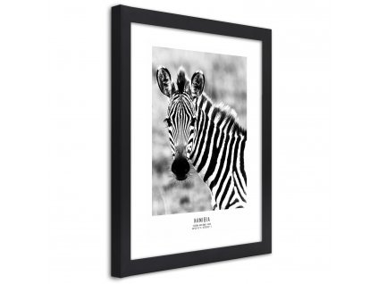 Plakát Zvědavá zebra