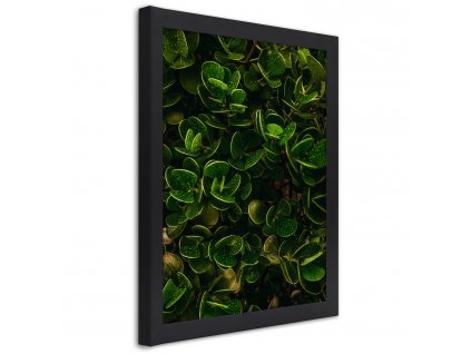 Plakát Zelená rostlina s listy