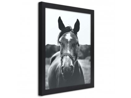 Plakát Portrét koně