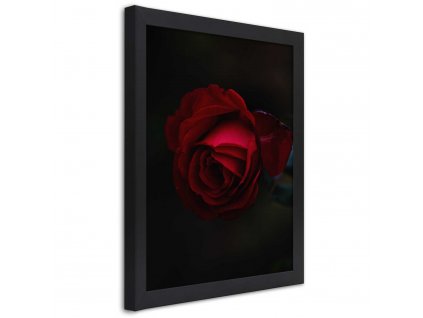 Plakát Červená růže v noci