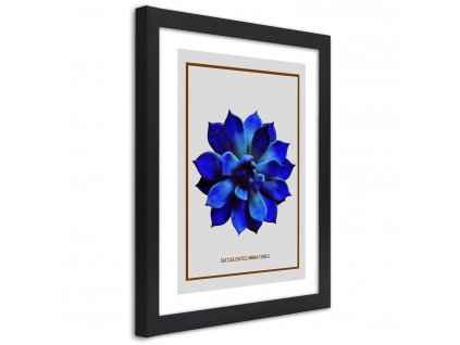 Plakát Sukulentní modrý minimalismus