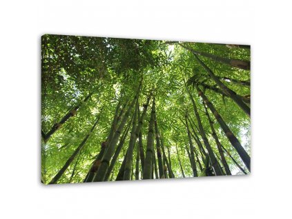 Obraz na plátně Bambusový les