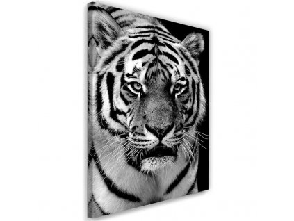 Obraz na plátně Černobílý tygr