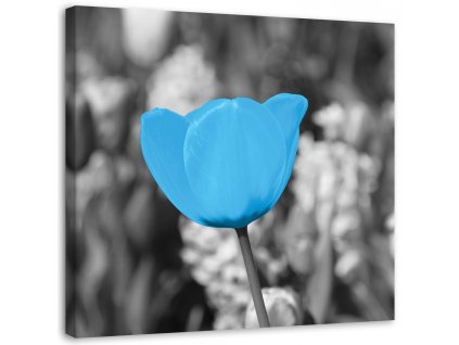 Obraz na plátně Modrý tulipán