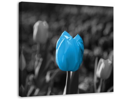 Obraz na plátně Modré tulipány v šedé barvě