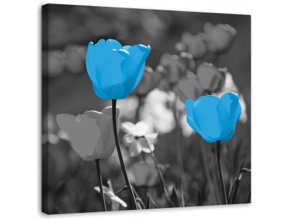 Obraz na plátně Modré tulipány na louce