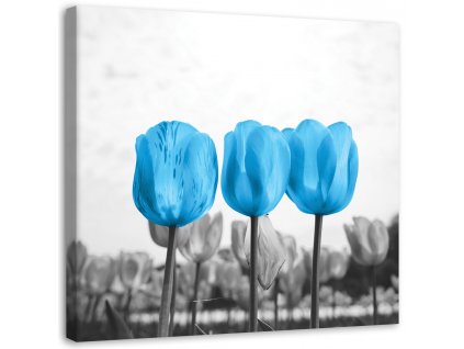 Obraz na plátně Modré tulipány