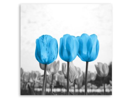 Obraz na plátně Modré tulipány
