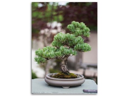 Obraz na plátně Bonsai strom na kamenech
