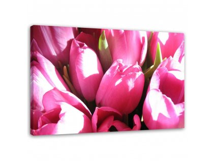 Obraz na plátně Kytice růžových tulipánů