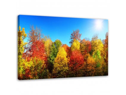 Obraz na plátně Podzimní stromy