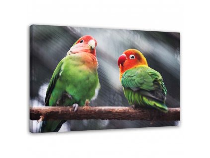 Obraz na plátně Barevní papoušci