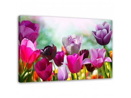 Obraz na plátně Barevné tulipány na louce