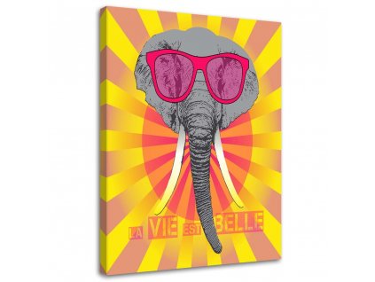 Obraz na plátně Slon s brýlemi