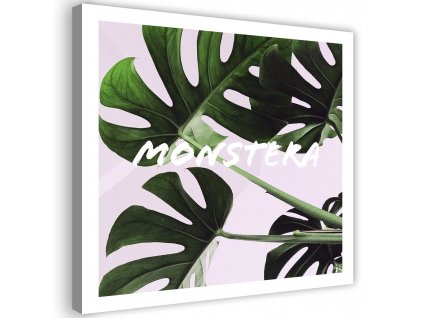 Obraz na plátně Exotické listy - monstera